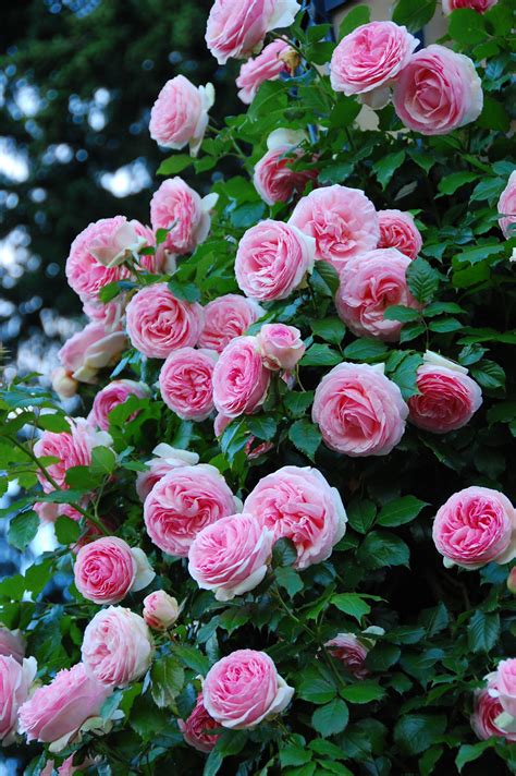 GardenZeus Recommendations for Climbing Rose Varieties in California Zone 15