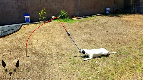 Have An Energetic Dog With High Toy Drive Tether Tug Is