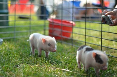 35 Cute Miniature Pig Pictures Great Inspire Schweine