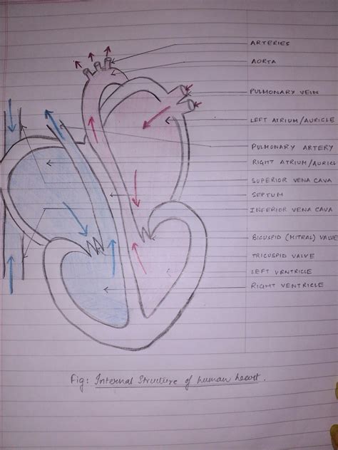 Heart Diagram Biology Anatomy Students School Easy Circulatory System