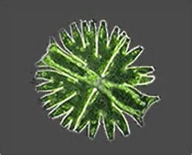 All cells have plasma membranes. CELLS alive!