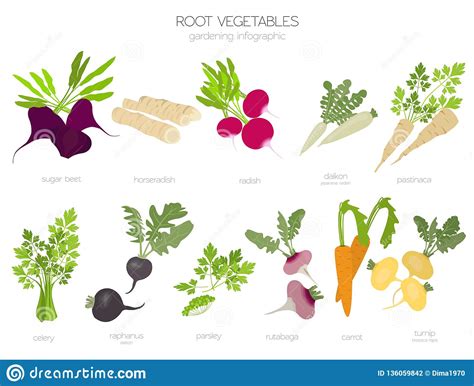 Root Vegetables Raphanus Radish Sugar Beet Carrot