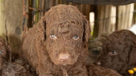 Curly-Coated Retriever - Price, Temperament, Life span