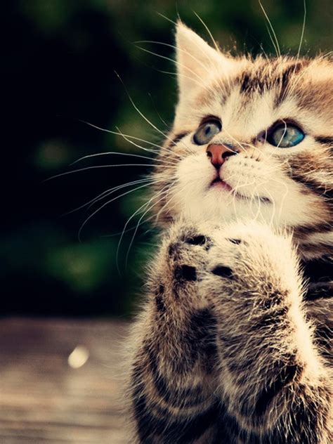 Free Download Funny Cat Full Hd Wallpaper Praying Kitten