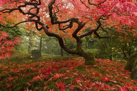 Japanese Maple Wallpapers Top Free Japanese Maple Backgrounds