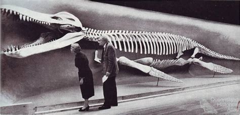 Kronosaurus queenslandicus at Harvard, 1959 | Queensland Historical Atlas