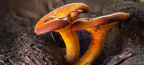 Jack O Lantern Mushrooms Identification And Look Alikes Pictures