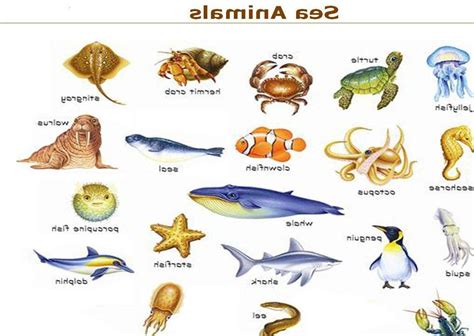 List of all Sea animals Pictures on Animal Picture Society