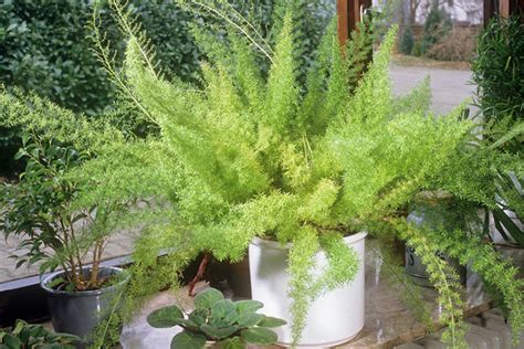 Toxic to dogs, toxic to cats. 10 Household Plants That Are Dangerous to Dogs and Cats
