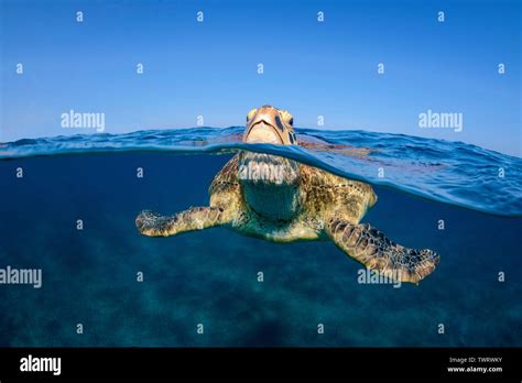 Green Sea Turtle Chelonia Mydas Breathing At Surface Split Image