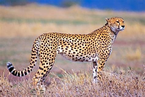 Cheetahs The Fastest Land Animals Live Science