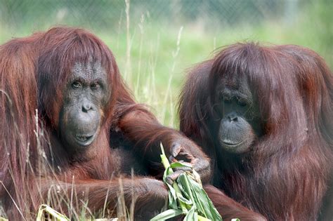 Orang utan (bentuk tidak baku: Orang-Utan | ZooChat