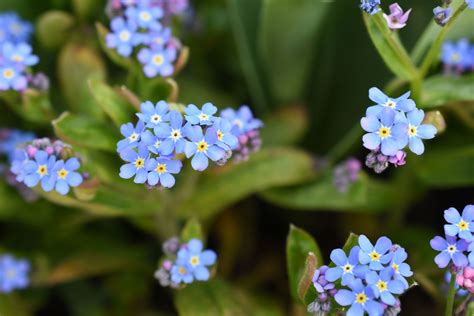 Light Blue Flowers Near Me Beautiful Small Light Blue Flowers Of