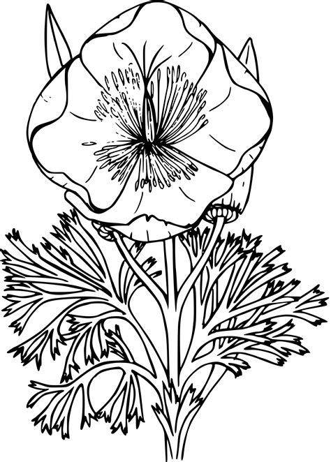 Clip Art Golden Poppy Flower ~ Oriental Poppy Illustrations Royalty