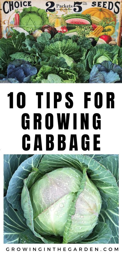 How To Grow Cabbage 10 Tips For Growing Cabbage Growing Cabbage