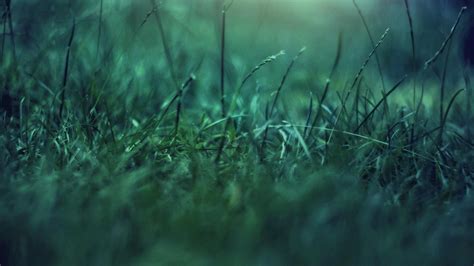 🥇 Nature Grass Depth Of Field Blurred Wallpaper 103744