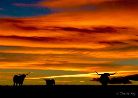Longhorn Cattle At Colorado Orange Sunset Western Farm Scene Country