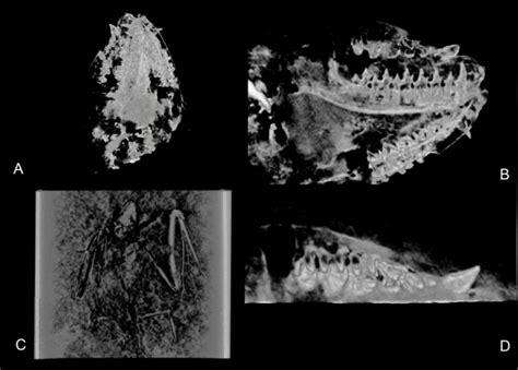 52 Million Year Old Bat Skeleton Unveils New Species And Clues To