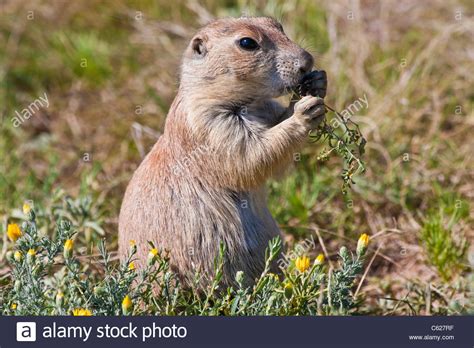 Black Tailed Prairie Dog Cynomys Ludovicianus In Devils Tower