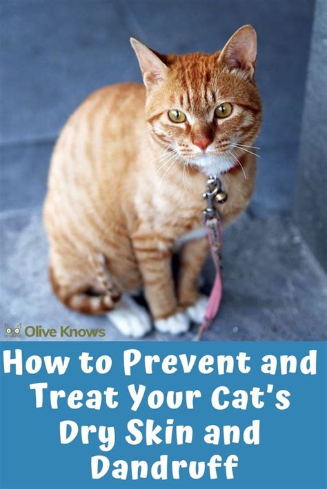 Home Remedies For Cat Scabs