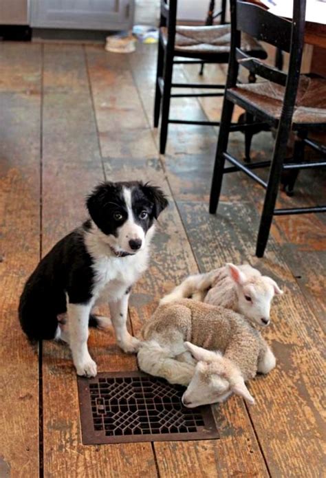 Unlikely Friendships Freekibble