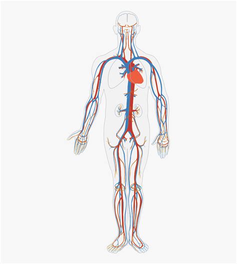 Blank Diagram Of The Circulatory System