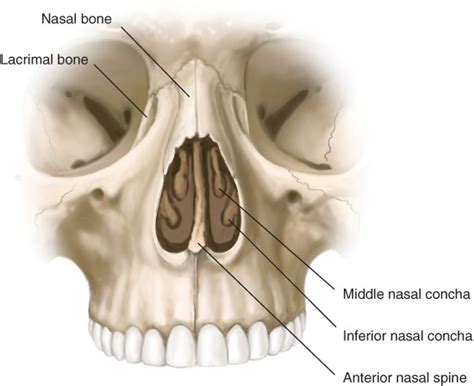 Nasal Anatomy Bony Support Plastic Surgery Key