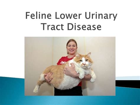 Feline Lower Urinary Tract Disease