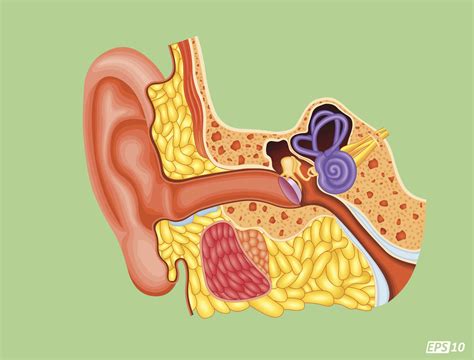 Cochlear Nerve Anatomy Function And Treatment
