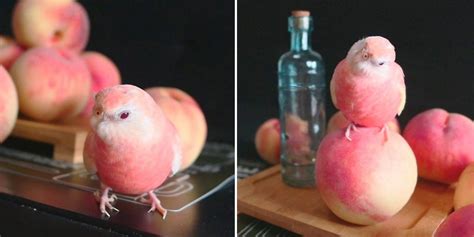 cute japanese swallow looks like don don donki s gigantic peaches came to life