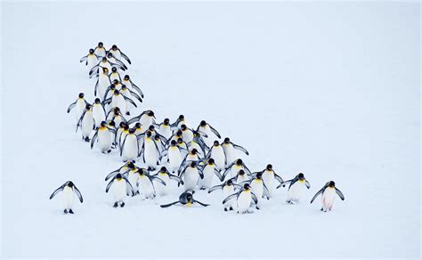 Flock Of Penguins Penguins Snow Winter Hd Wallpaper Wallpaper Flare