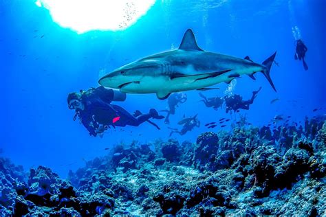 The Best Diving In Turks And Caicos An Unforgettable Experience With