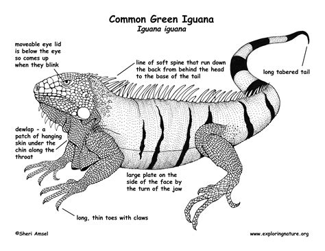 The green iguana, which is extended over its range and a popular mascot, and the lesser antillean iguana. Iguana (Common Green)