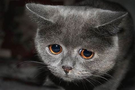 Kucing Menangis Bukan Pertanda Dia Sedang Sedih