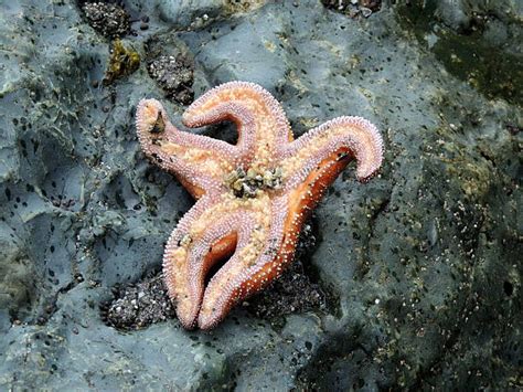 Ochre Sea Star Stock Photos Pictures And Royalty Free Images Istock