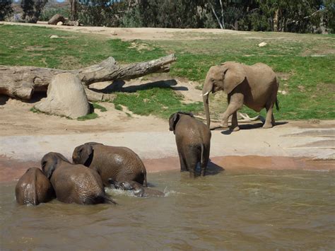 Sdwap Baby Elephants Playing In The Water Zoochat