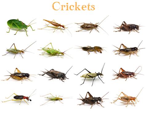 Animals Crickets Quiz By Kfastic