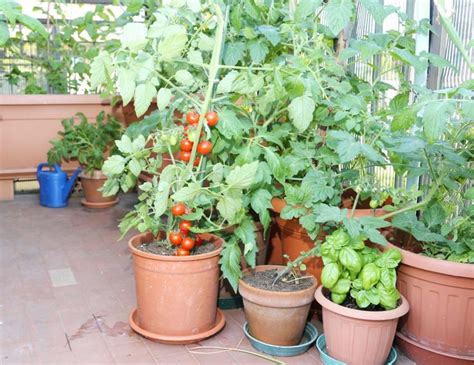 Grow These Veggies On Your Patio Espoma Growing Tomatoes Indoors