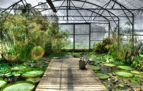 Lotus Greenhouse Waterlily · Free Photo On Pixabay