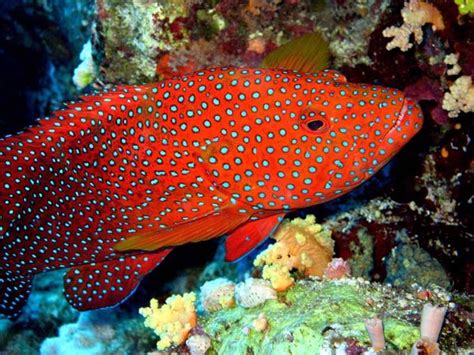 31 Best Colorful Fishes Images On Pinterest Beautiful Fish Marine