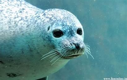 Seal Seals Window Looking Through Wallpapers Wallpapersafari
