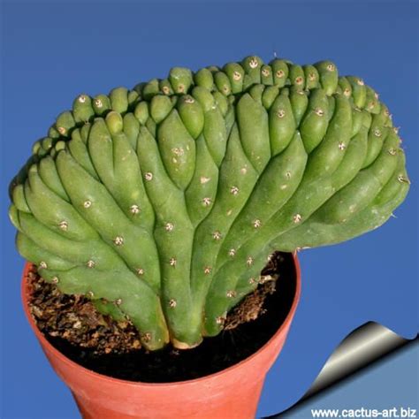 Trichocereus Pachanoi Forma Cristata Cactus Plants Planting