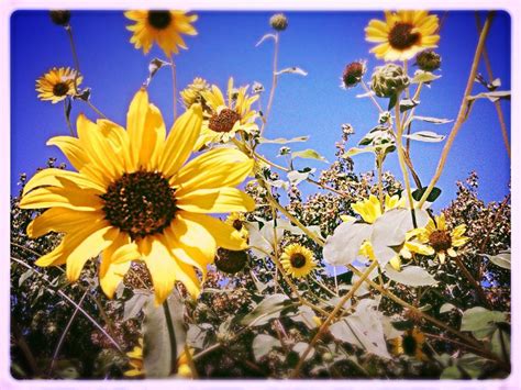 The Sunflowers Of Summer Smithsonian Photo Contest Smithsonian Magazine