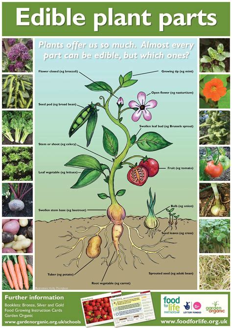 Calaméo Edible Plant Parts Growing Guides For Students Teachers