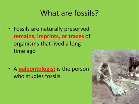 Ppt The Fossil Record Powerpoint Presentation Free Download Id 6508254