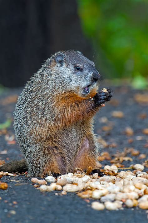 Groundhog | Cool pets, Cute rodents, Lovely creatures