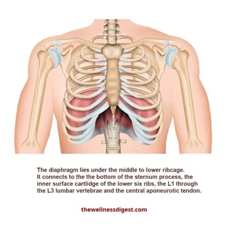 What Organ Is Located Is Middle Of Chest Under End Of Rib Cage What