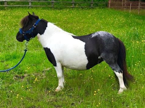 Shetland Performance Shetland Pony For Sale