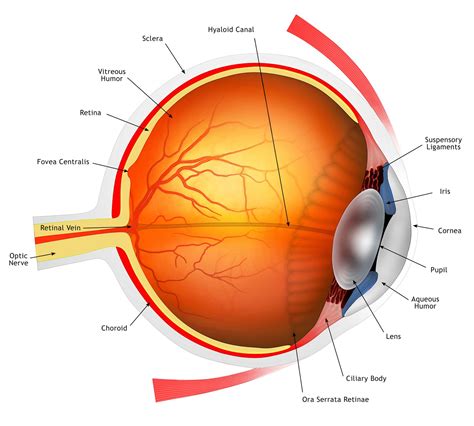 Human Eye Diagram Eyeball Diagram Diagram Of The Eye Images And