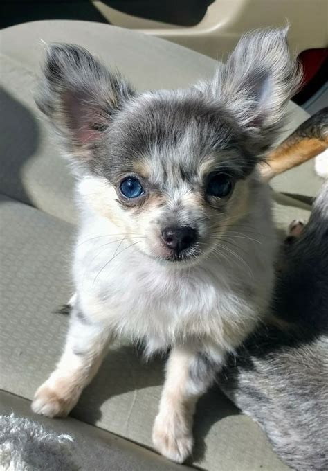 Pomeranian Chihuahua Mix